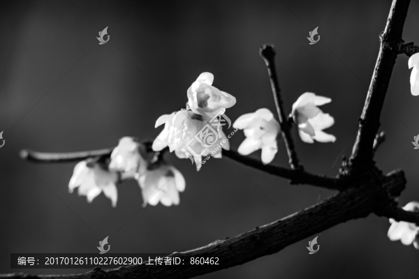 狗爪梅,金梅臘梅,黃梅花,黃金