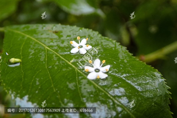 雨