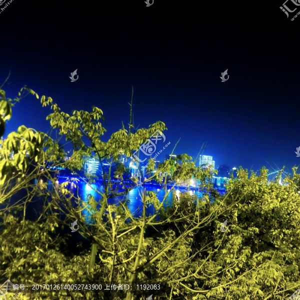 植物樹木夜景