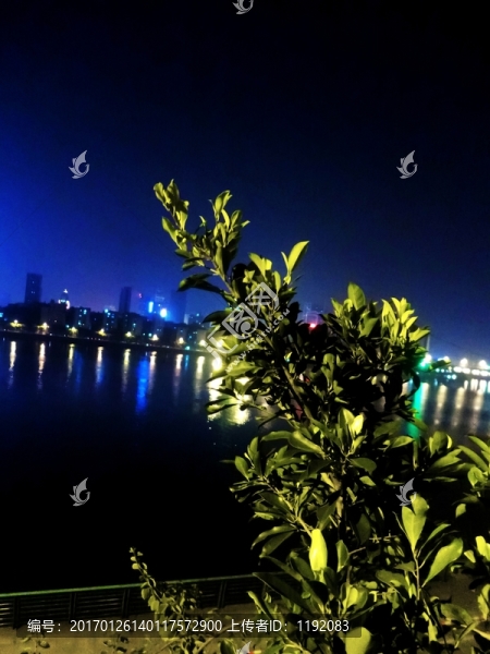 植物樹(shù)木設(shè)計(jì)素材