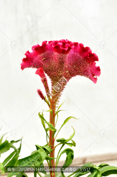 雞冠花