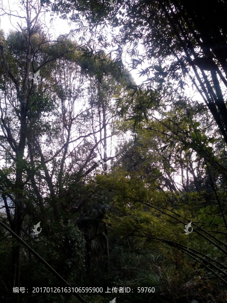 竹林樹林-匯圖網(wǎng) www.fosd68.com 竹林樹林