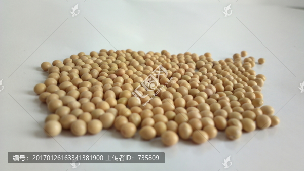黃豆