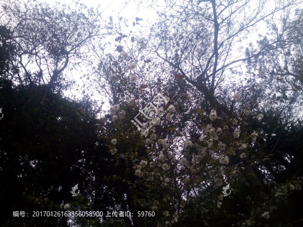 滿樹白花