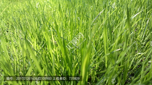 綠草