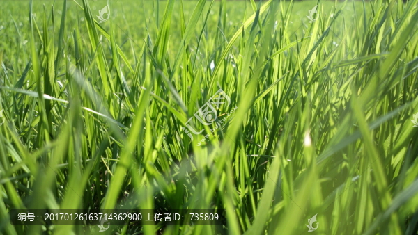 青草