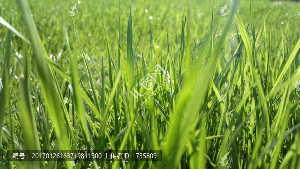 綠草