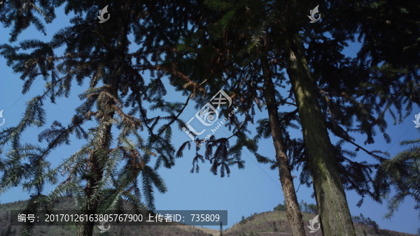 杉樹