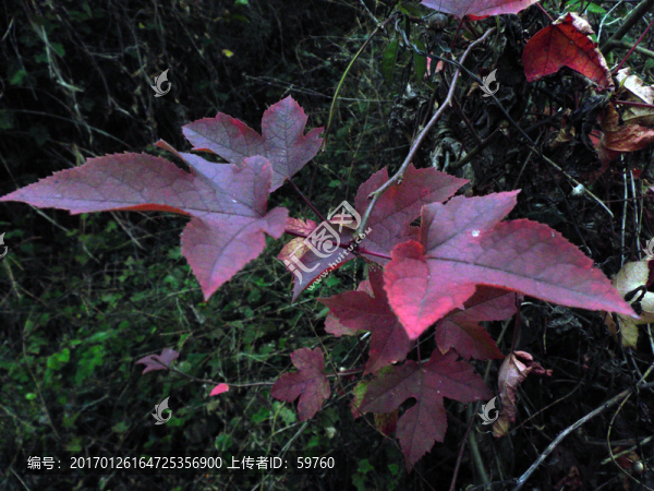 紅葉-匯圖網(wǎng) www.fosd68.com 紅葉