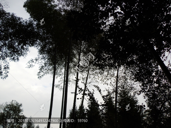 竹林天空