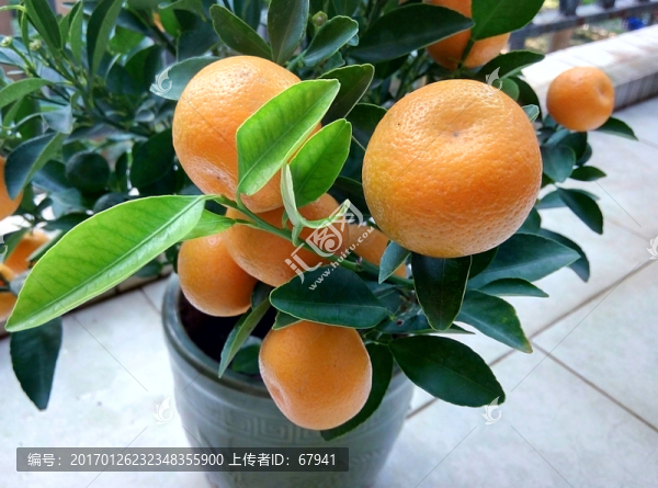 新春觀賞四季桔