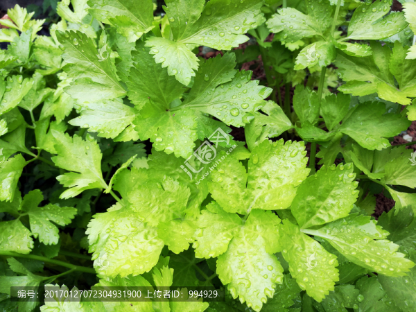 綠色蔬菜芹菜