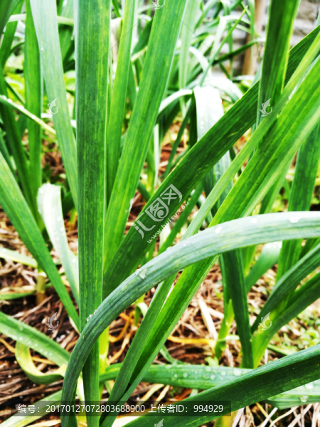 綠色蔬菜大蒜