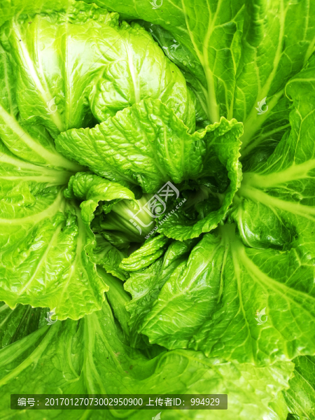 綠色蔬菜