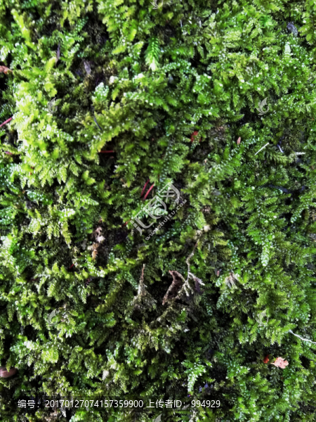 綠色植物背景墻