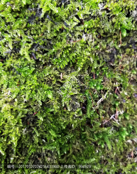 綠色植物背景墻