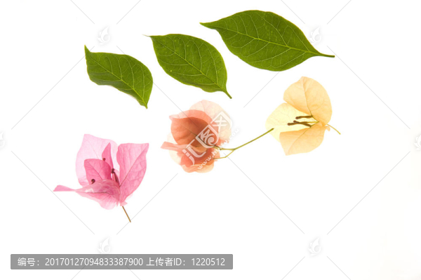 三角梅-匯圖網(wǎng) www.fosd68.com 三角梅