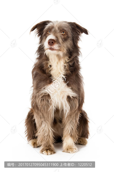長(zhǎng)須牧羊犬狗孤立在白色背景