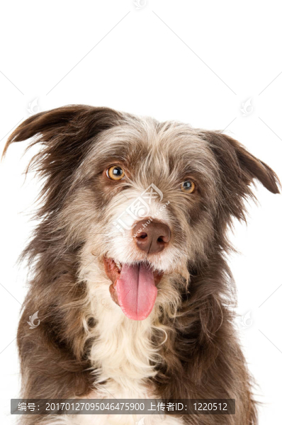 長須牧羊犬狗孤立在白色背景