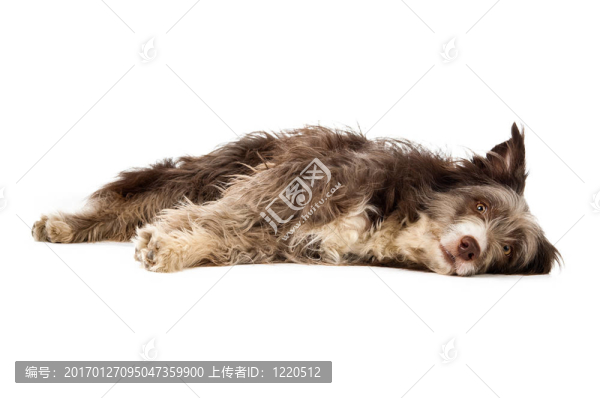 長(zhǎng)須牧羊犬狗孤立在白色背景