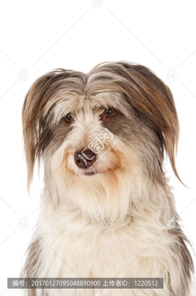 長須牧羊犬狗孤立在白色背景
