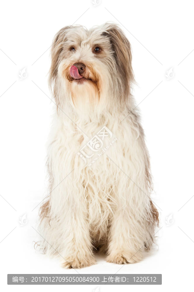 長(zhǎng)須牧羊犬狗孤立在白色背景