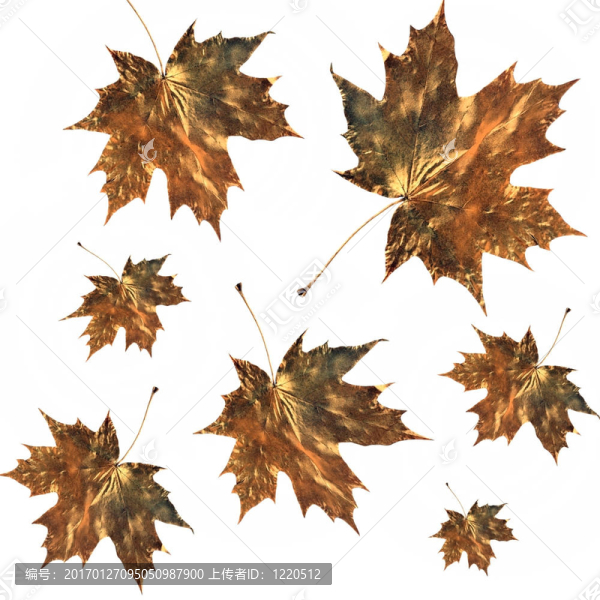 锃亮的金色楓葉
