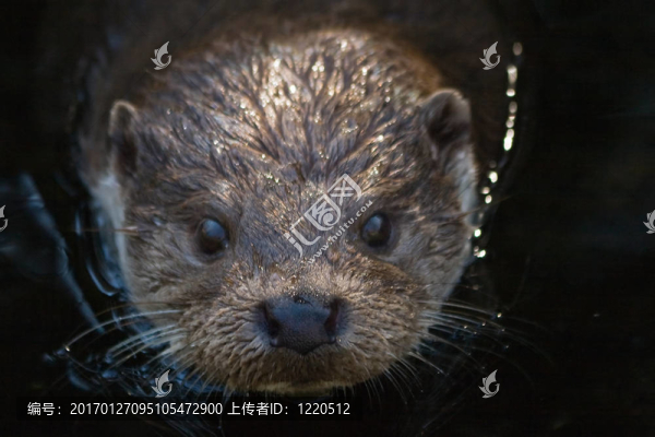 歐亞水獺