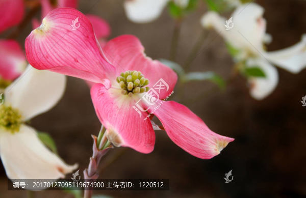 粉紅色的山茱萸花開