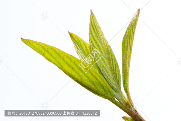 高能量的5