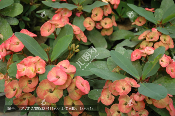 梔子花