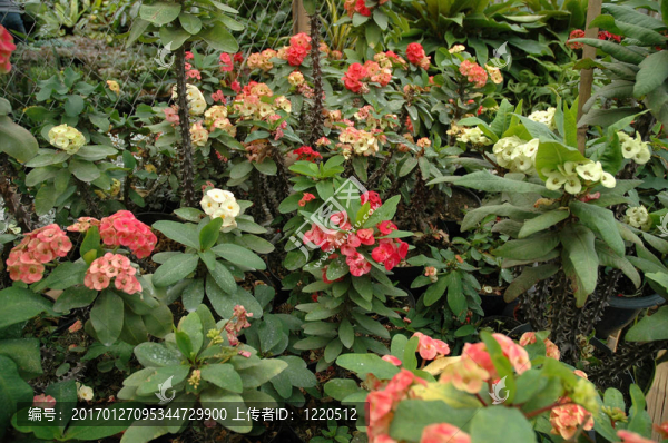 梔子花
