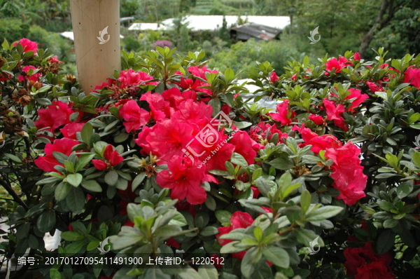 梔子花