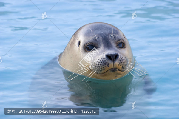 港灣海豹