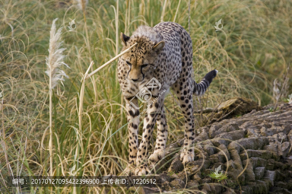 獵豹-匯圖網(wǎng) www.fosd68.com 獵豹