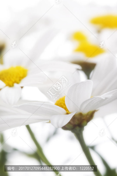 甘菊