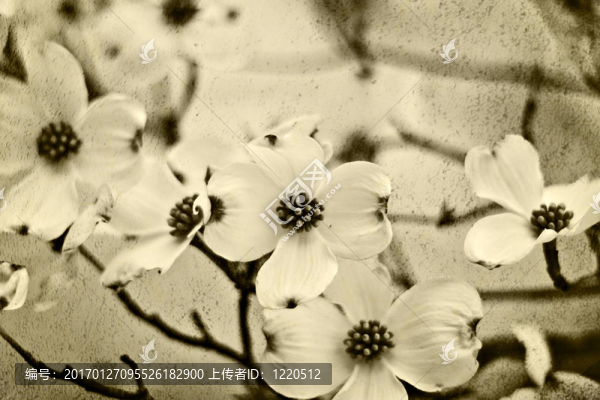 山茱萸花