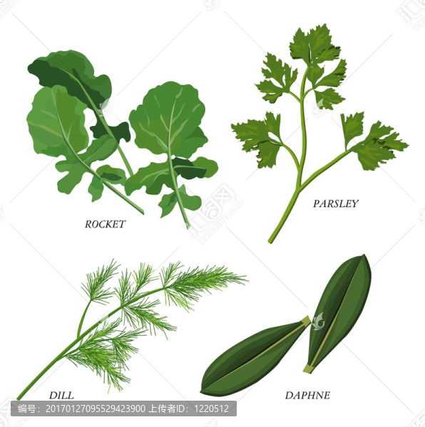草本植物