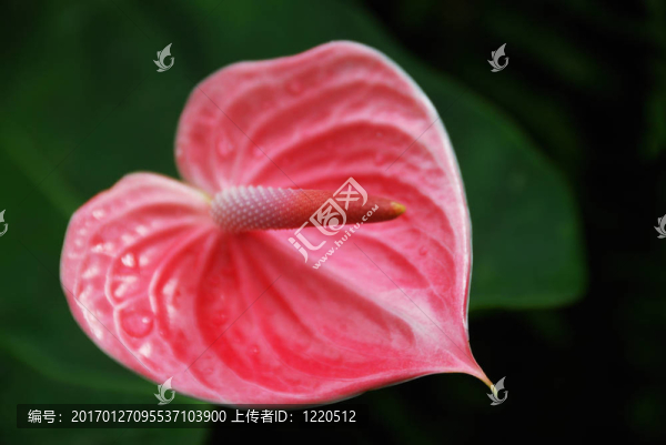紅色的馬蹄蓮