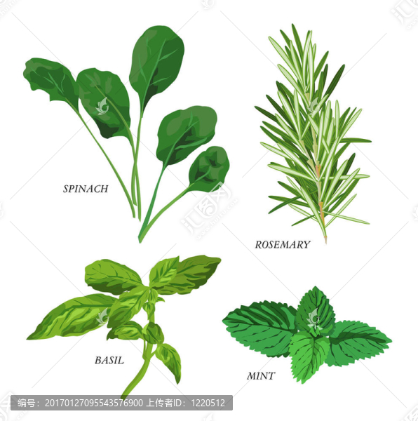 草本植物