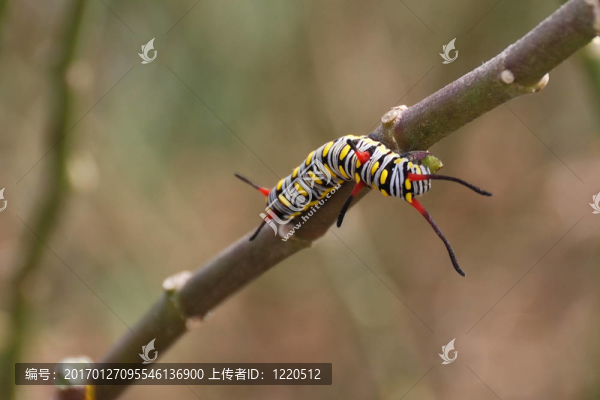 入侵的毛毛蟲