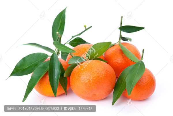 葉子新鮮求購(gòu)