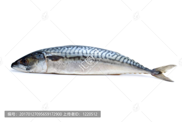 單新鮮鯖魚