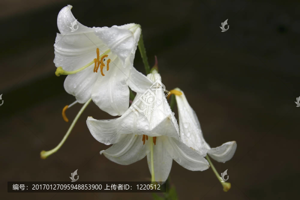 莉莉