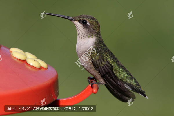 紅寶石喉蜂鳥在饋線