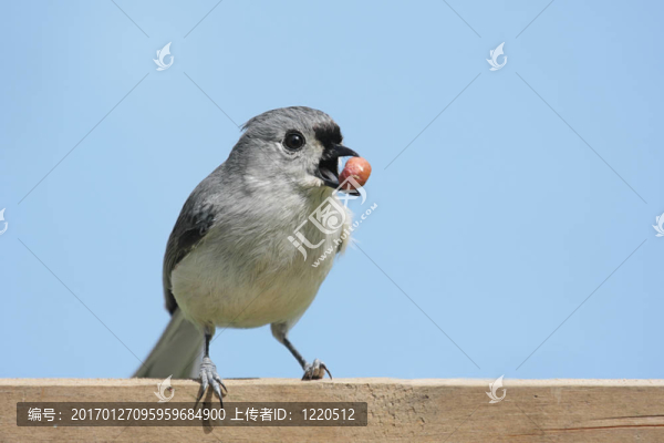 饑餓的鳥(niǎo)與花生