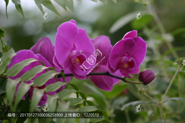 蘭花