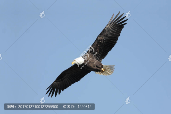 成年禿鷹（白頭海雕）
