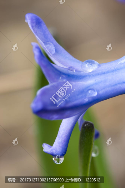 落在花上。