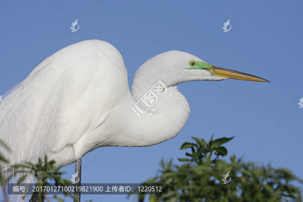 大白鷺（Ardea,alba）